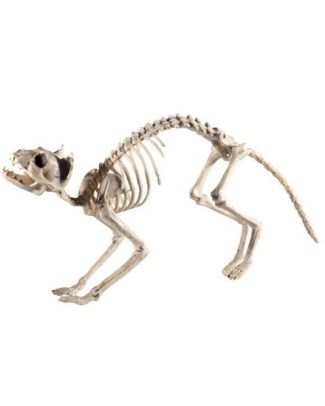 Decoratie kat/poes skelet - 60 x 12 x 25 cm - geraamte - botten - Horror - Halloween